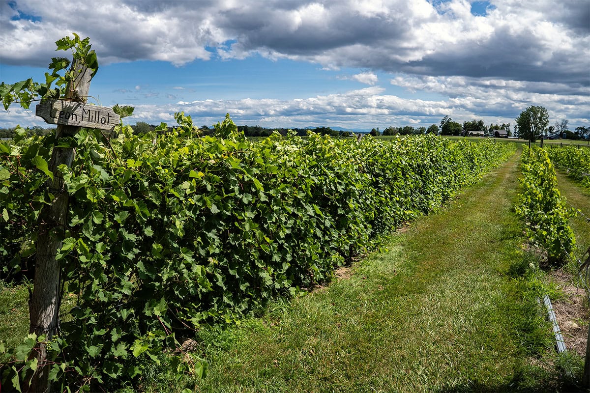 Les rangées de vignes s'étendent à perte de vue sous un ciel nuageux spectaculaire, photographiées avec le Tamron 16-50 mm F2,8 A pour monture Canon RF.