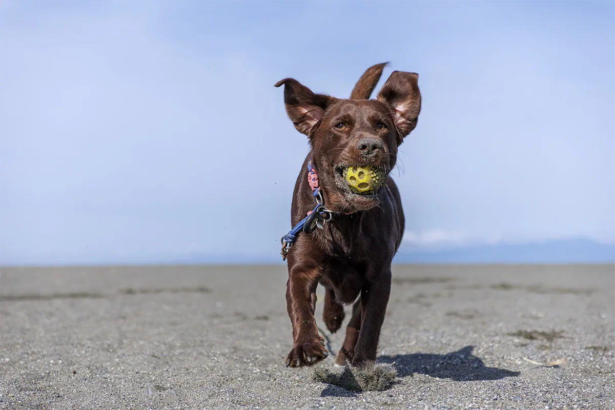 Perro marrón corriendo por una playa de arena con una pelota amarilla en la boca, fotografiado con el Tamron 16-50 mm F2.8 A para montura RF de Canon.
