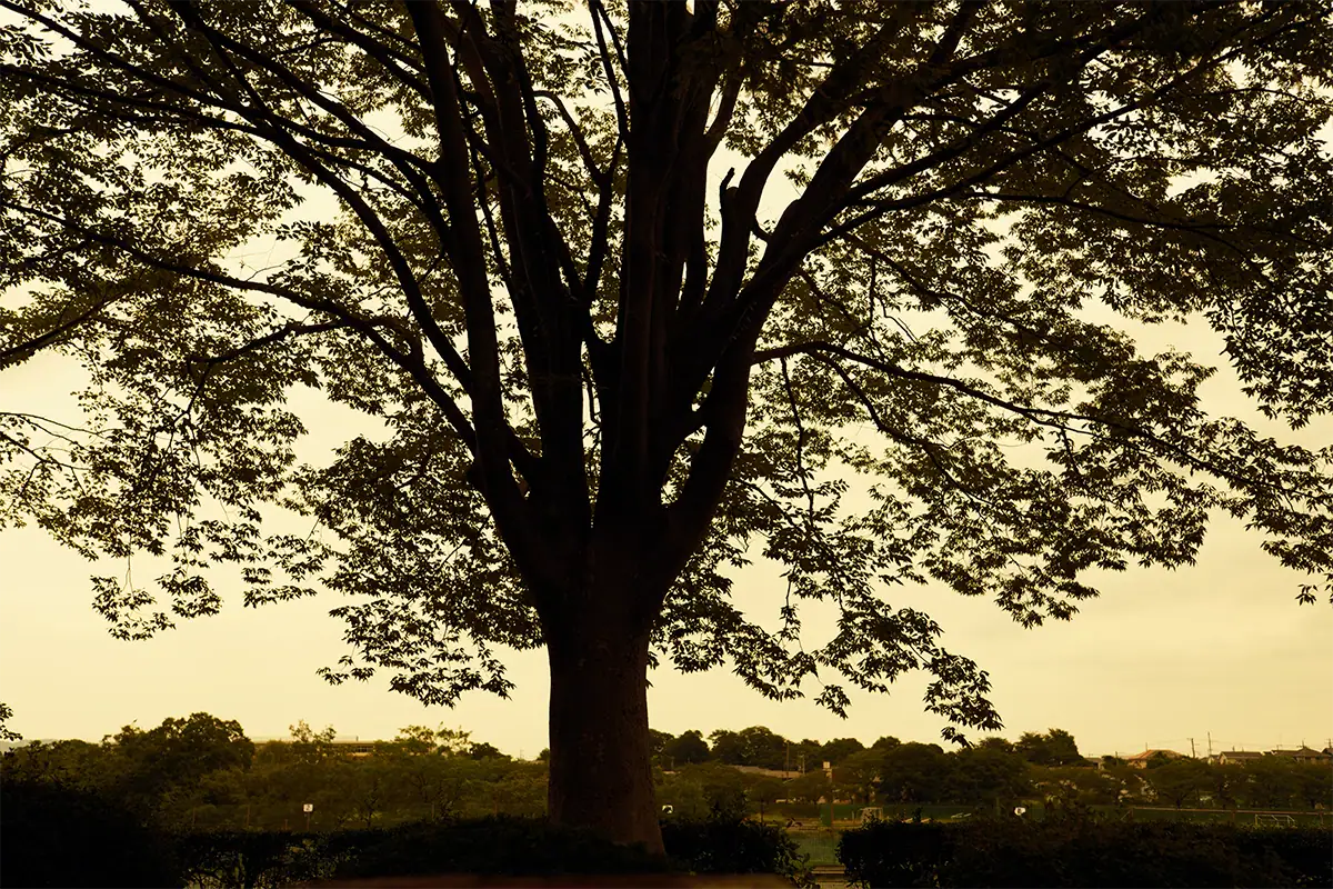 Grand arbre aux branches étalées se découpant sur un ciel doré, photographié avec l'objectif Tamron 16-50 mm F2,8 A pour monture Fujifilm X.