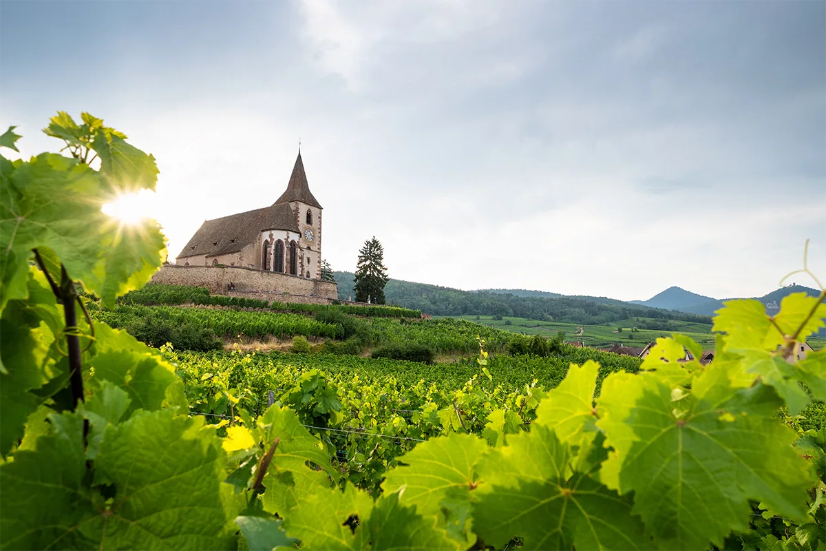 La lumière du soleil filtrant à travers les feuilles de vigne d'un vignoble luxuriant, avec en arrière-plan une église historique perchée au sommet d'une colline et des collines verdoyantes ondulantes, photographiée avec l'objectif Tamron 16-50 mm F2,8 A.