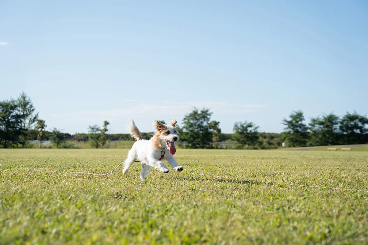 Cachorrinho branco e castanho correndo por um campo gramado, fotografado com a lente Tamron 25-200 mm F2.8-5.6 G2, equipada com foco automático com motor linear VXD.